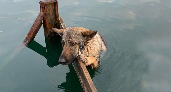 The dog, a German Shepherd, was seen clinging to the shores of Lake Fairhaven early this morning (March 25).