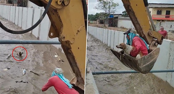 This is the moment quick-witted builders were able to save a dog from drowning in an irrigation canal in Ecuador using their digger.