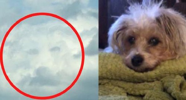 Lucy Ledgeway's adorable dog 14-year-old Sunny passed away on June 20, she asked for a sign that the pet is fine wherever it is.