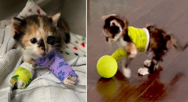 Rescue Kitten when she arrived with a "severely broken and infected elbow," she was an extremely resilient and mischievous kitten throughout her treatment.