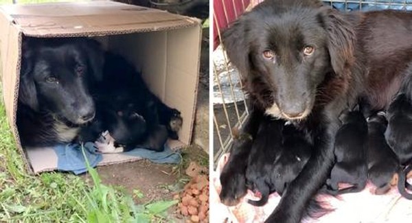 Stray mama dog is very dedicated to raising her puppies. As long as her puppies are safe, she will do his best to protect them