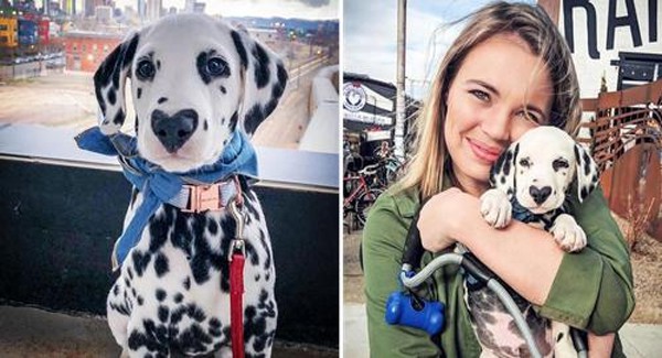 One breed that has a completely iconic look is the cute dalmatian, proof of their vast history that has become a popular cultural icon over the years