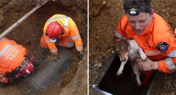 this is a case of successfully Rescuing The Dog while working on a sewer repair on the street.