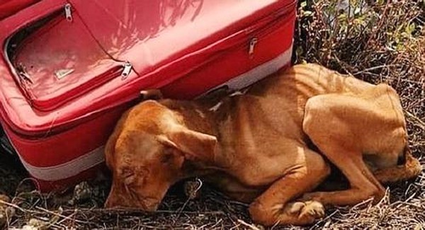 A roadside suitcase just inches away from a puppy is abandoned. The way the luggage was torn reveals the terrible situation this furry friend was in.