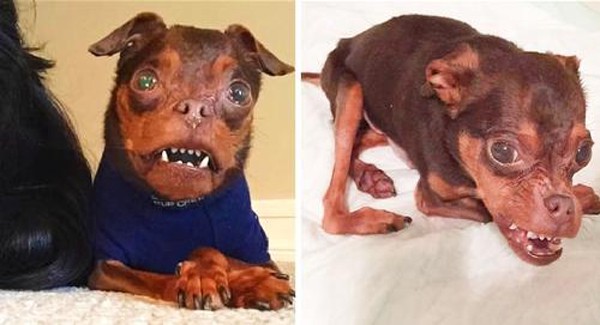 The deformed dog was abandoned because potential owners thought it was unsightly