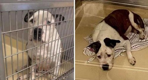 A heartbroken shelter dog with a sad face made rescuers burst into tears.