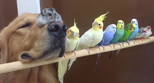 A Golden Retriever, A Hamster And 8 Birds Are Best Friends And Live In Harmony – Dogs Stories