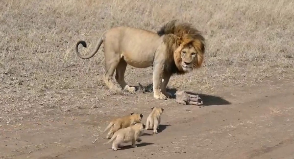 Lion dad tries to ditch his little cubs – Animal Worlds