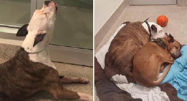 After Being Separated At The Shelter An Older Dog Sobs For His Closest Companion