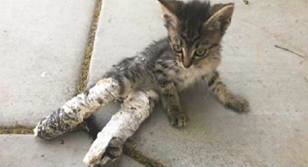 They Found Her Lying On The Street, Emaciated With Her Rear Legs Wrapped In Crude Casts