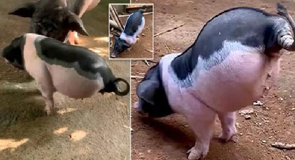 Piglet Born With Two Legs Learns To Walk On Its Front Legs – Dogs Stories