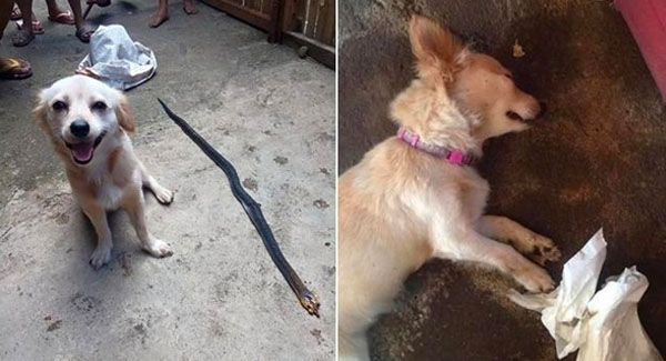 Dog Risks His Life Bɪᴛ.ᴛᴇɴ Pᴏɪ.sᴏɴᴏᴜs Snake to save His Owner and Smiles Innocently Before ‘Leaving Life’