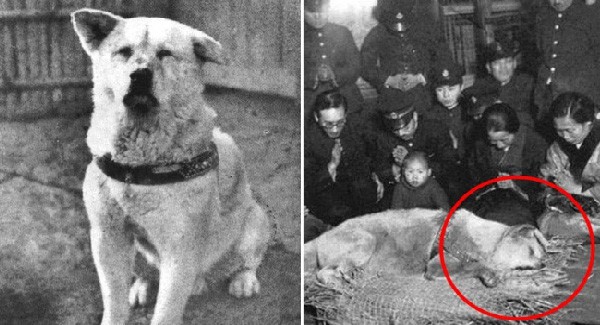 The True Story of a Loyal Hachiko Dog That Waited at Train Station for Dᴇᴄᴇᴀsᴇᴅ Owner