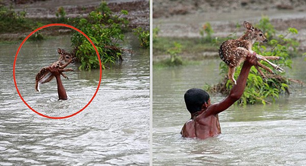 Heroic Boy Risks His Life To Save A Drowning Baby Deer From Floodwaters 