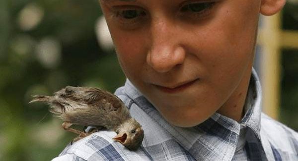 An Unusual Friendship Between A Sparrow And A 12-Year-Old Boy