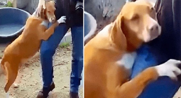 Rescue Dog Hugs News Reporter Until He Decides To Adopt Her – Dogs Stories