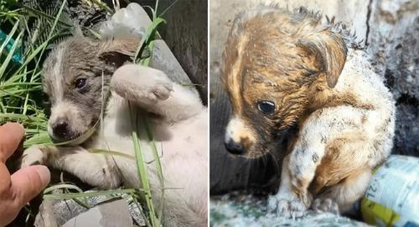 When someone discovered this puppy abandoned , they acted quickly and called for help before it was too late.