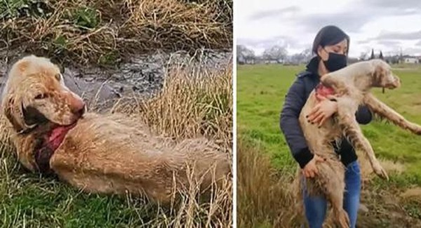 the rescue a dog team that rescued a dog stuck in a field was found injured heavy