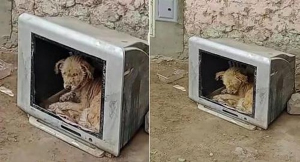 While other puppies are luckier to live at home, this stray puppy homeless did what he could and hid in an abandoned television set.