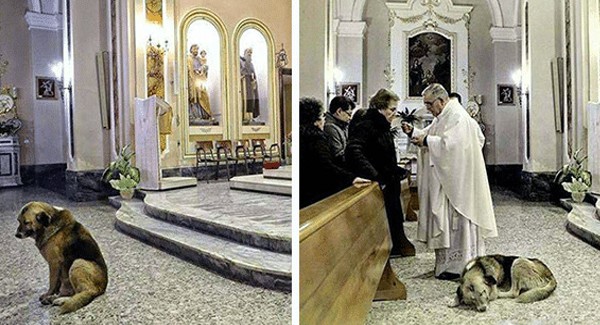 A loyal dog whose owner died late last year appears to have appeared at Mass every day for the past two months at the church where the funeral was held.