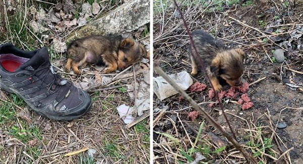 Life can be difficult for a stray puppy. They have to fend for themselves without a home, they have to find food and shelter on the streets by themselves.