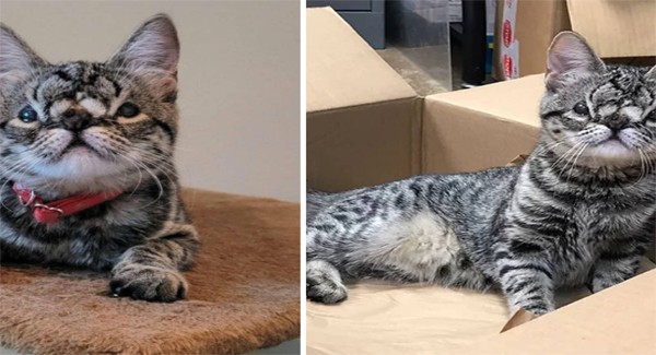 Meet Kaya, an adorable kitten with a face that could melt even the coldest heart. It was born with a birth defect on her face that caused her to have a grumpy, grumpy expression