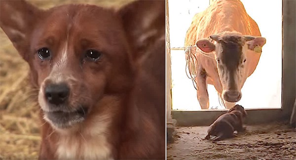 It's about a little brown dog named Rookie and his best friend in the whole world: a cow. Yes, she is a dairy cow. The sad dog Rookie missed the cow very much when they had to part.