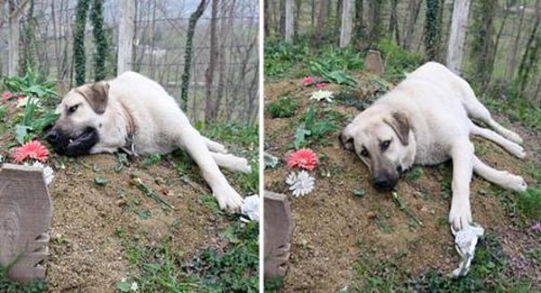 This Heartbroken Dog Ran Away From Home Everyday To Visit His Dᴇᴀᴅ Owner’s Grave