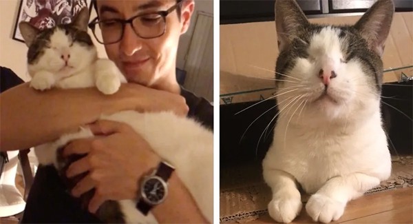 Blind cat Melvi was found wandering the streets